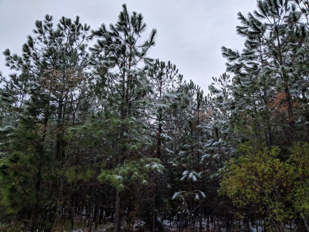 Picture of snow in the trees.